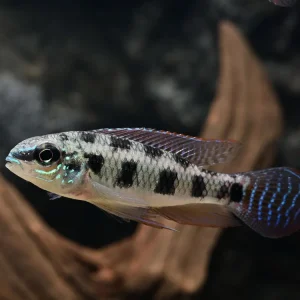 Rundschwanz Schachbrettcichlide (Dicrossus maculatus) Garantierte Lieferung